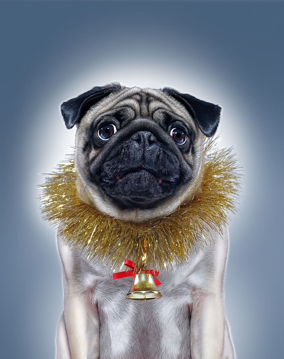 Photorealistic Animal Photograph By Gandee Vasan, 17 X 23, Puggy Christmas, Original Artwork