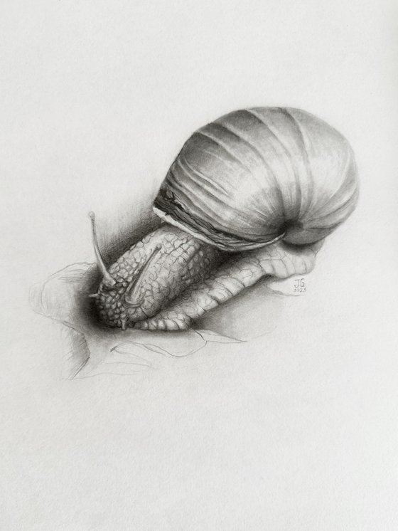 A snail from the Garden