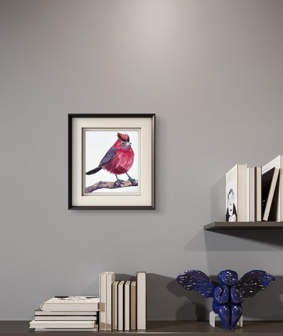 Red pileated finch Bird