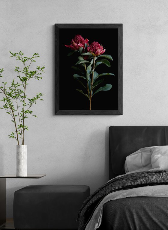 Waratah