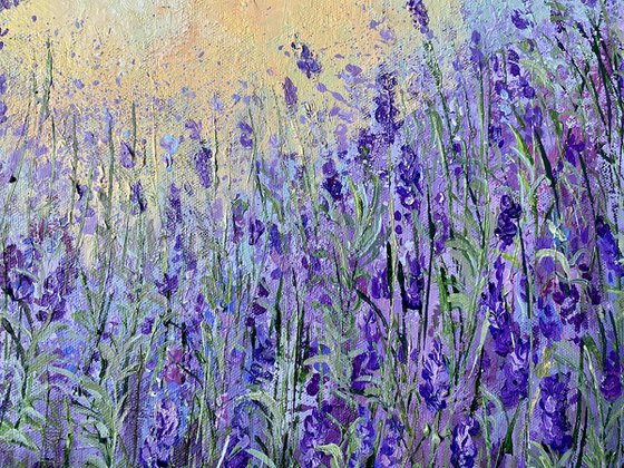 Lavender Morning