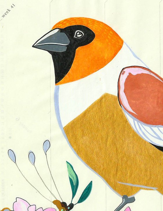 Birds of Europe: Hawfinch