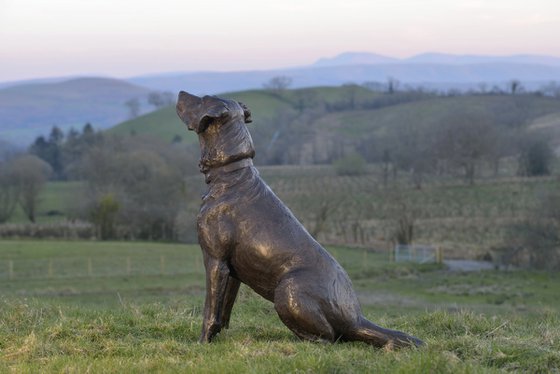 "Barney" Sitting Labrador BR