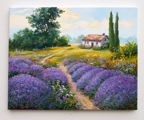 Lavender fields