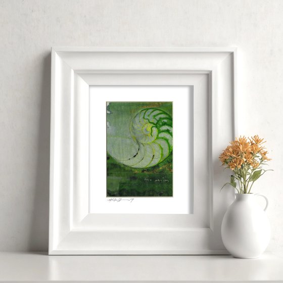 Nautilus Shell Collection 21