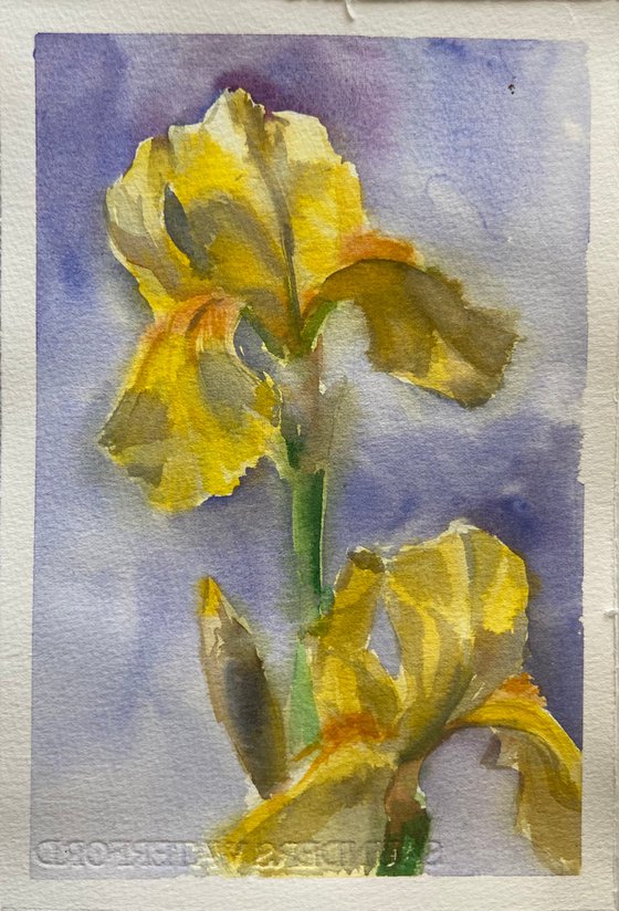 Yellow irises