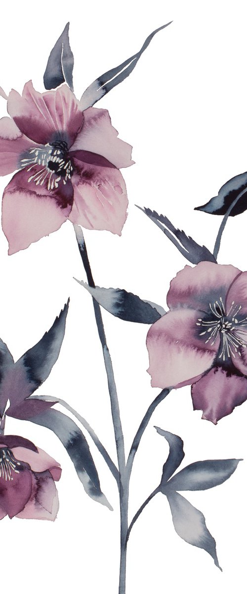 Hellebore No. 36 by Elizabeth Becker