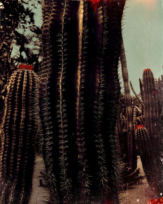 Cactus red