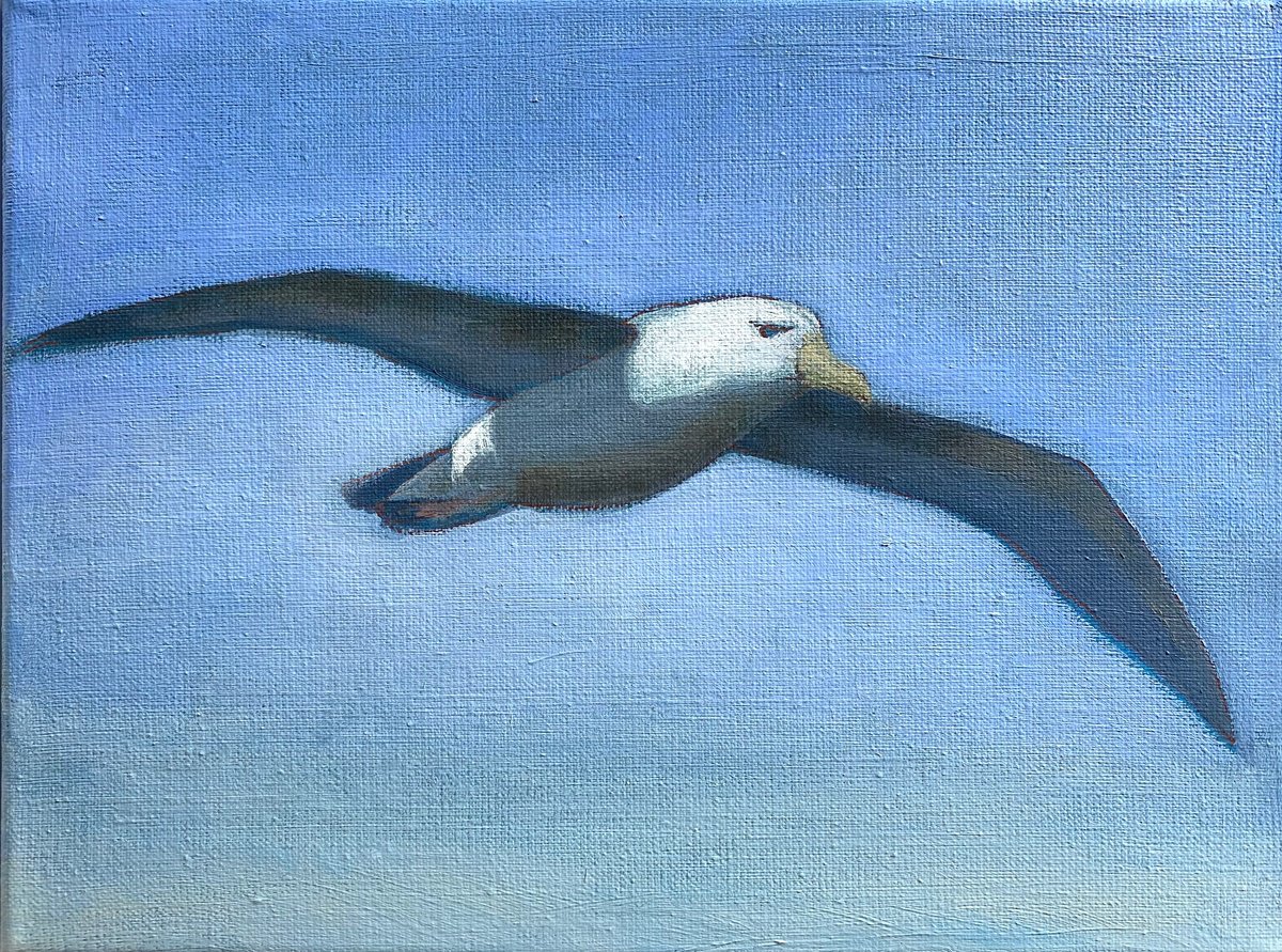 Impressionistic Animal Oil Painting By Nigel Sharman, 13 X 10", Albatross, Original Artwork