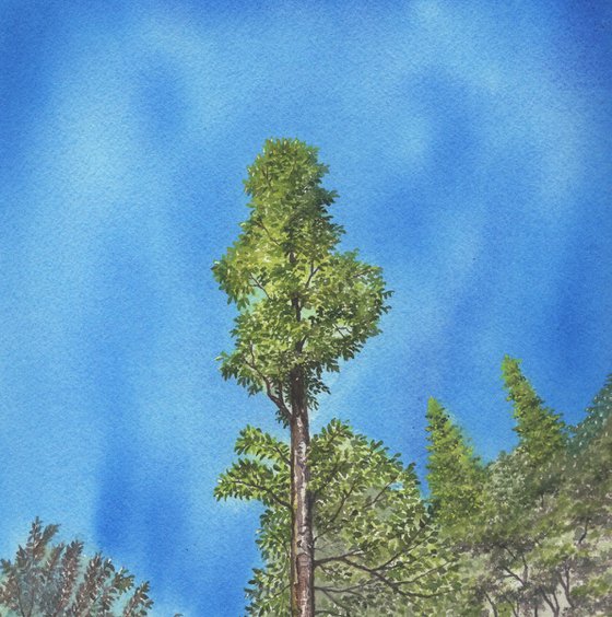 Pine forest
