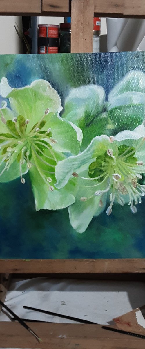 Spring Hellebores by Carole King