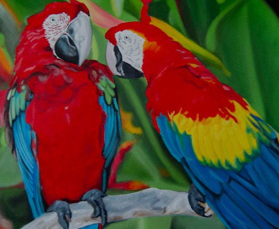 Parrots