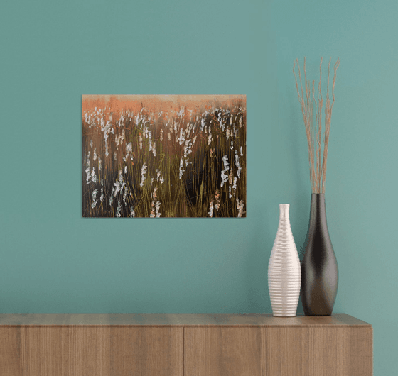 Reed Plumes in the evening sun