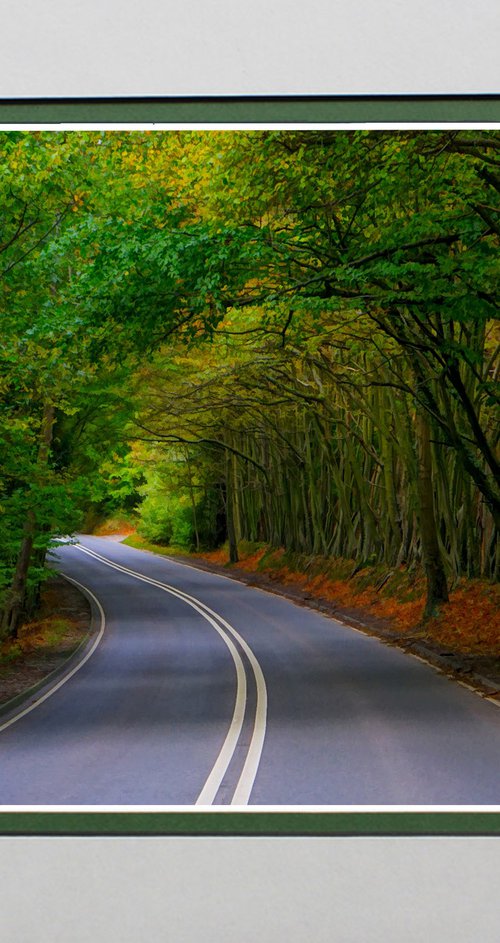 Tree Tunnel Ashdown Forest by Robin Clarke