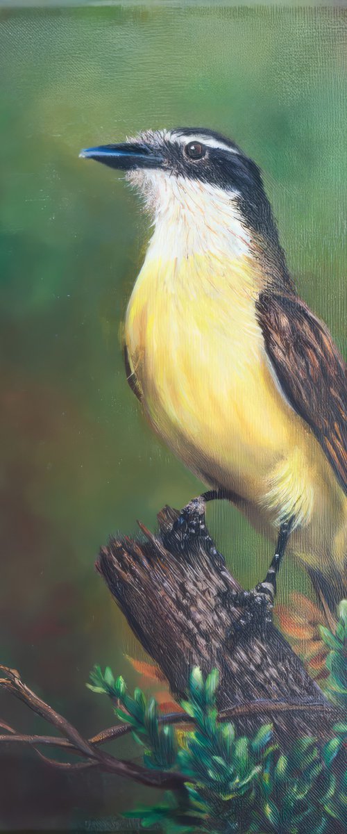 Kiskadee at Dawn by Norma Beatriz Zaro