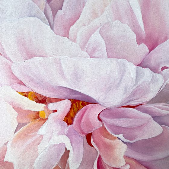 Pink Peony