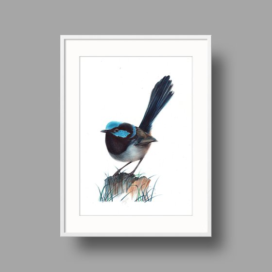 Superb Fairywren - Bird Portrait