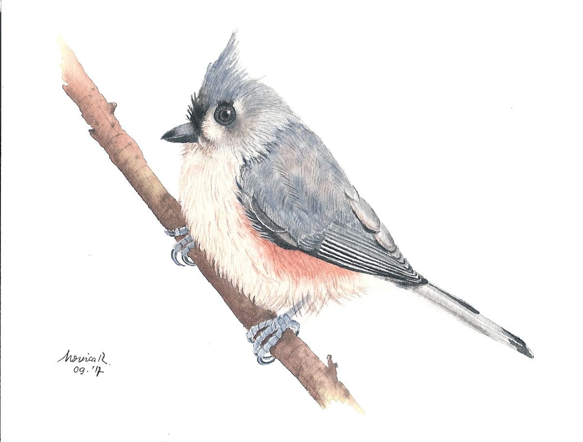 Tufted Titmouse by Monica Rus
