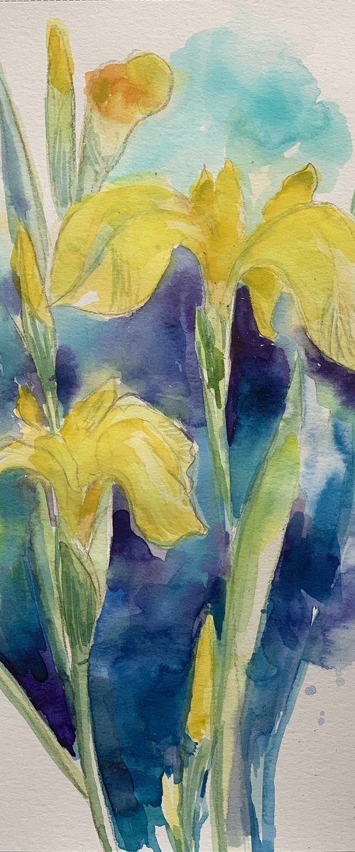 Yellow Iris by Olga Pascari