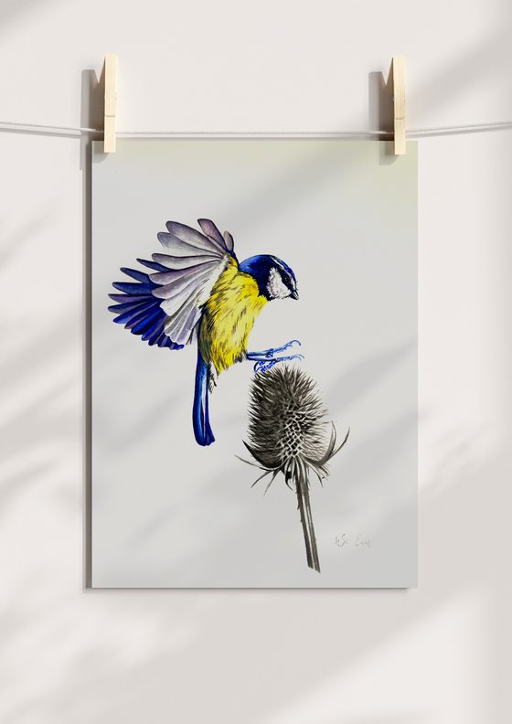 Blue Tit And Thistle