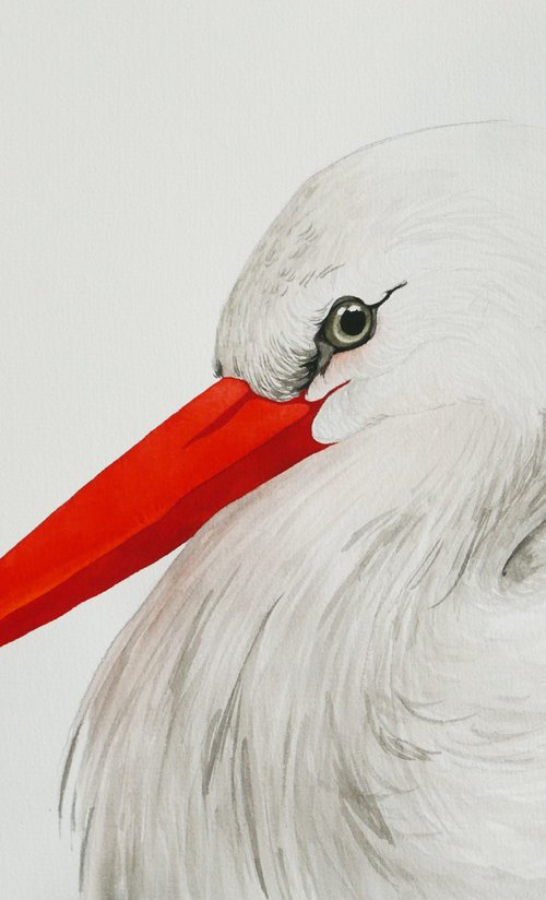 White stork portrait by Karina Danylchuk