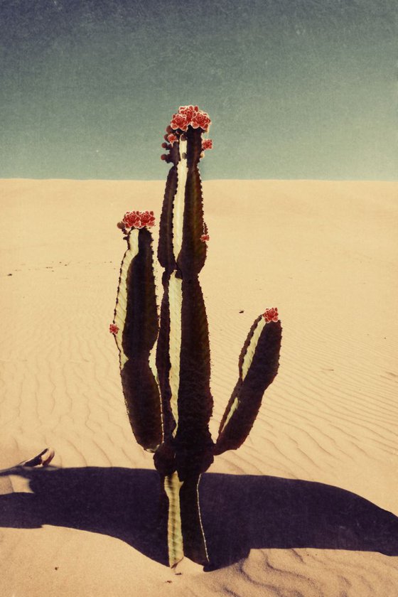 Cactus bloom. limited edition