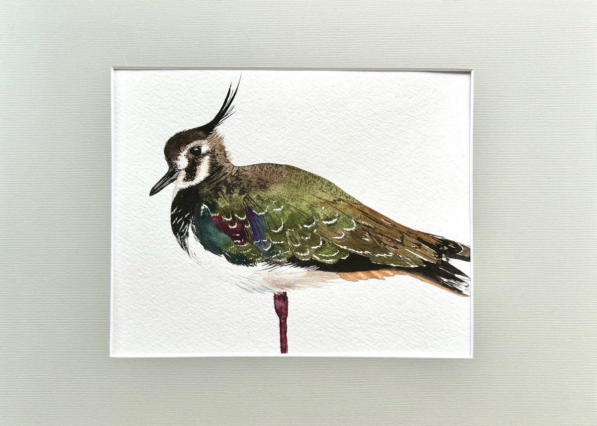 Vanellus Lapwing Avefria by Yuliia Sharapova