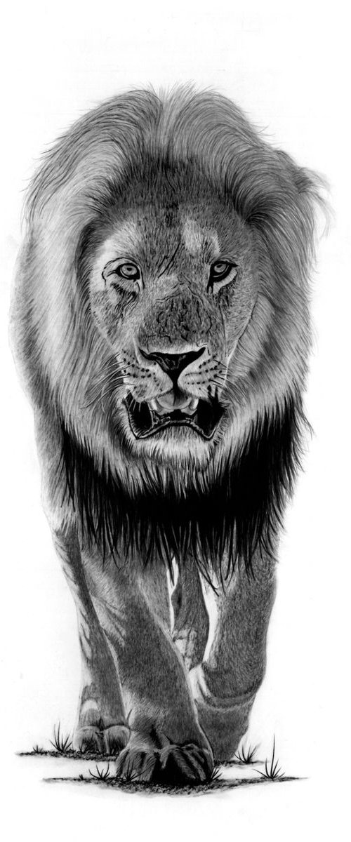 Lion by Paul Stowe