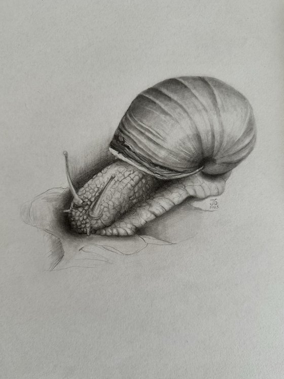 A snail from the Garden