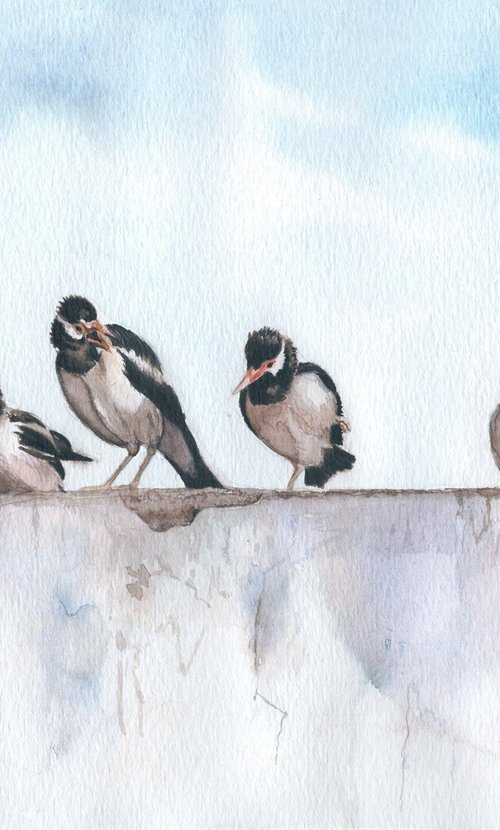 Indian Pied Myna by Shweta  Mahajan