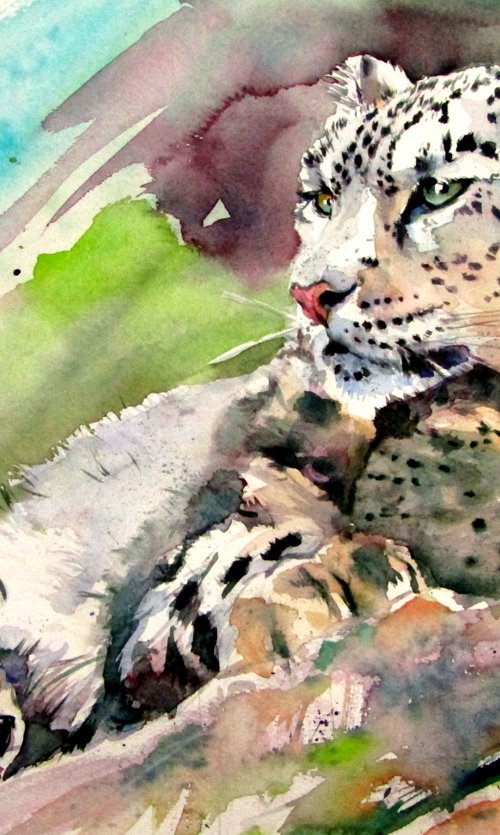 Snow leopard by Kovács Anna Brigitta