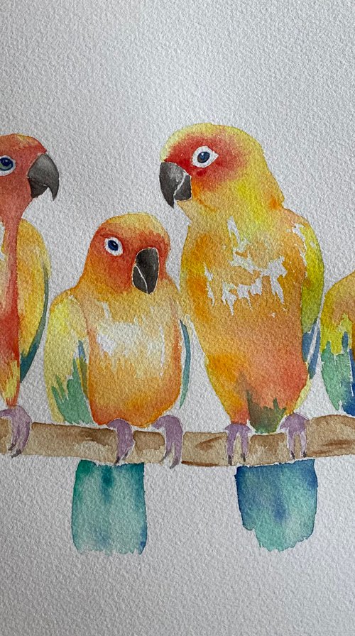 Sun conures by Bethany Taylor