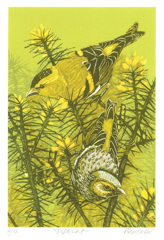 Siskins