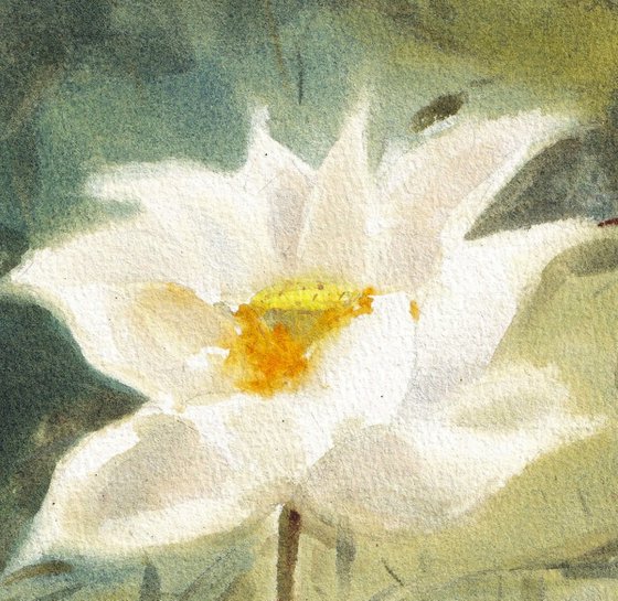 White Lotus