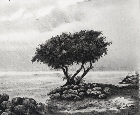 Coastal Monterey Cypress Tree