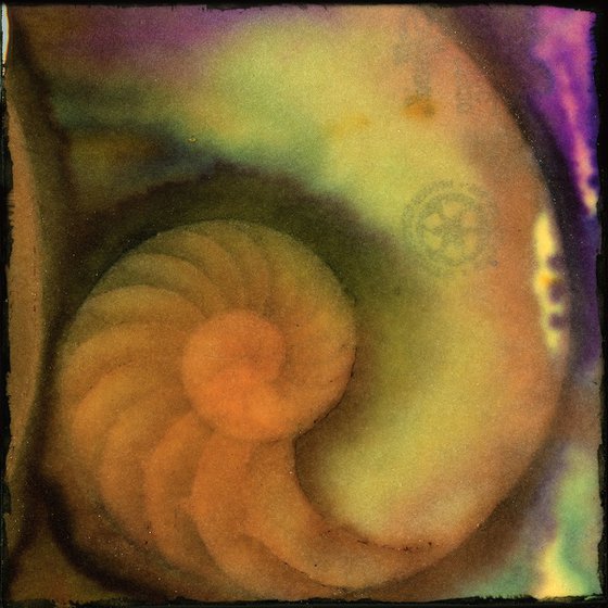 Secrets From The Deep 2 - Nautilus Shell Painting by Kathy Morton Stanion