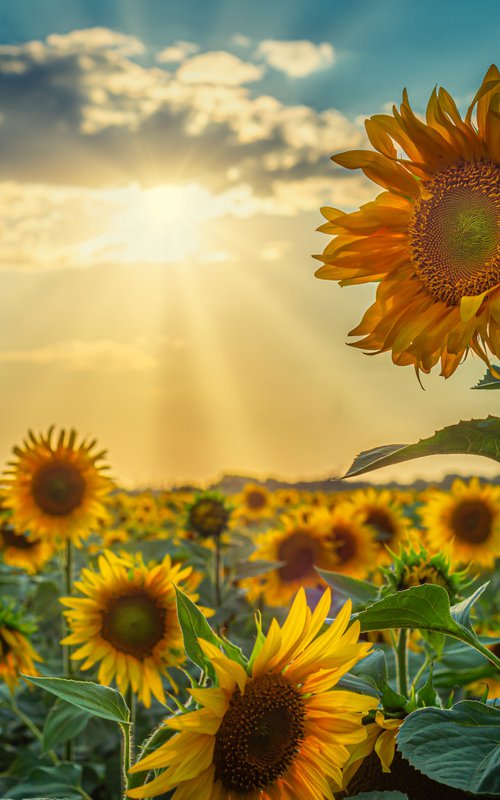 Sunflowers field by Vlad Durniev