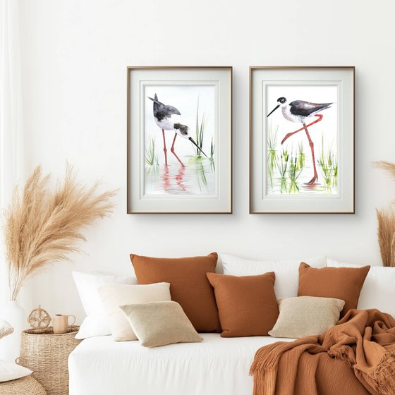 A pair of Black-necked stilt