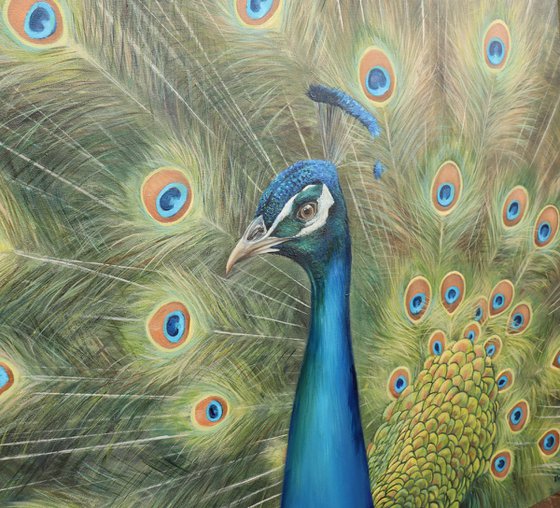 Peacock of a Thousand Eyes