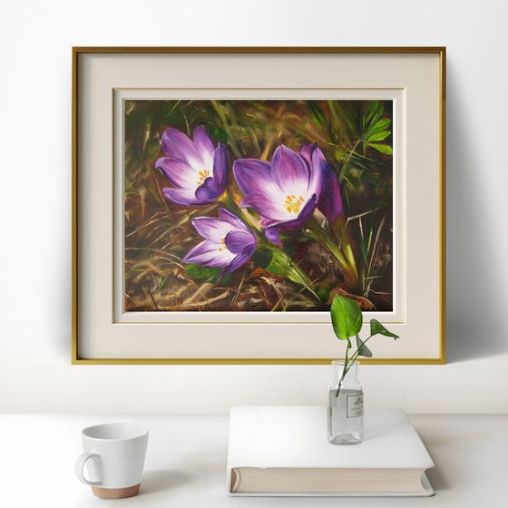 Purple Crocus Flowers
