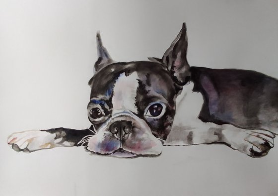 Boston Terrier