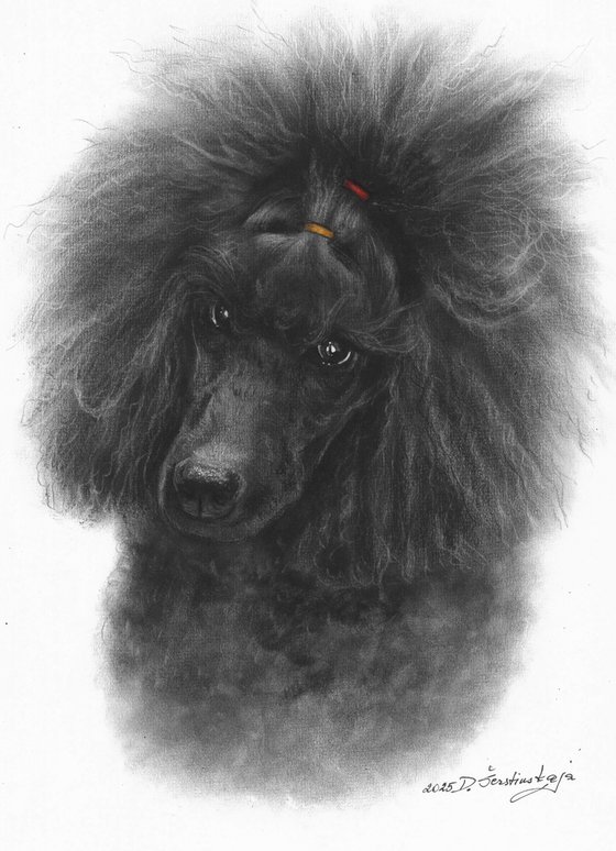 Black Poodle