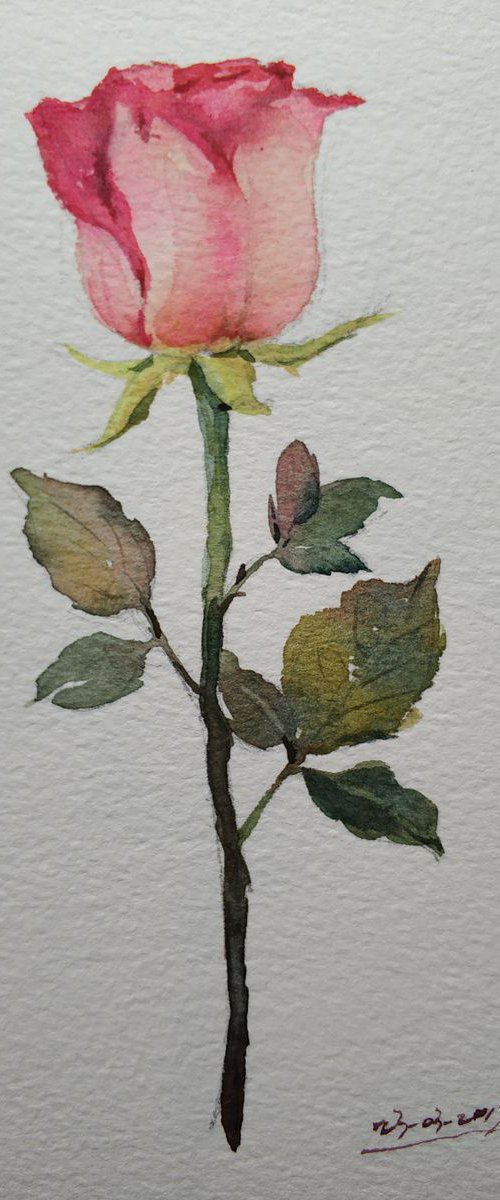Rose 5 by Jing Chen