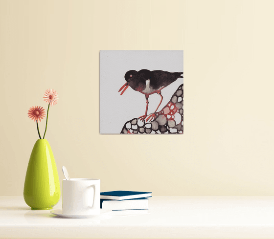 Oyster Catcher