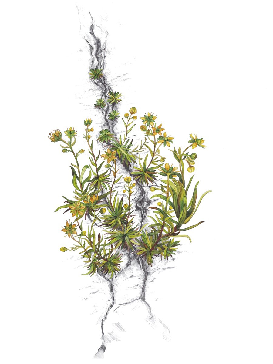 Impressionistic Botanical Watercolour By Delnara El, 16 X 20, Saxifraga Aizoides, Original Artwork