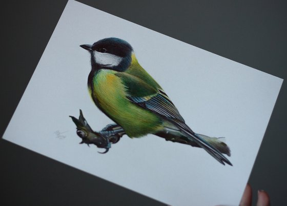 Great Tit