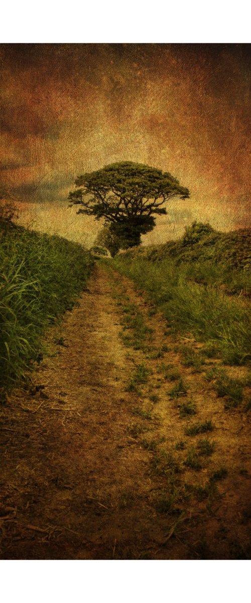 Pathway to the Tree by Martin  Fry