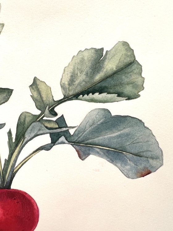 Radish. Original watercolour artwork.