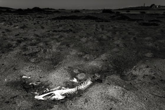 Art photography, Fish skeleton