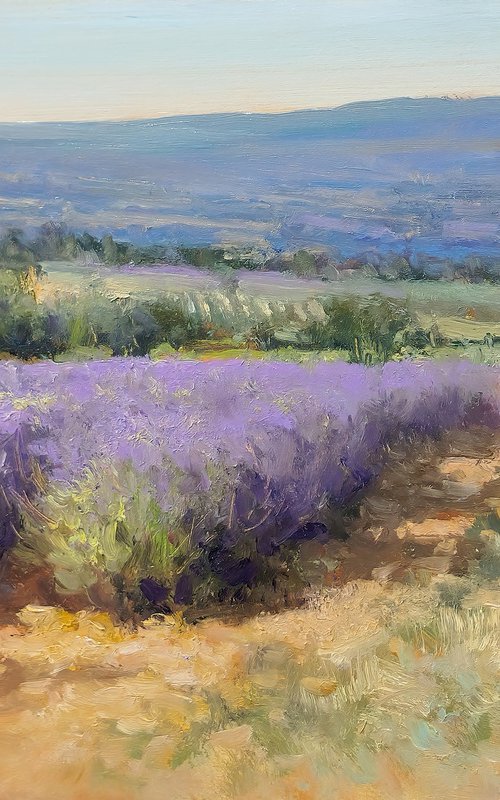 Lavender fields at Les Roméyères by Pascal Giroud